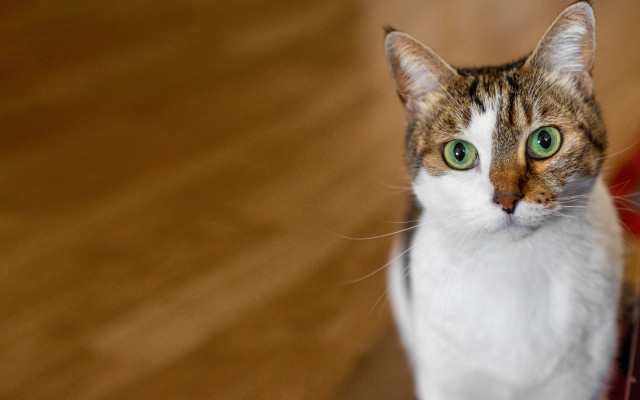 White cat green eyes shallow free wallpaper for desktop - medium preview image