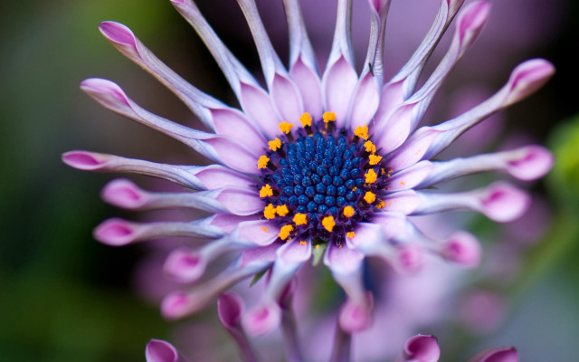 Purple flower closeup macro bokeh free wallpaper for desktop - medium preview image