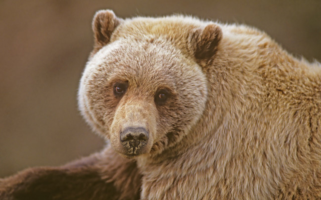 Brown bear sad look furry free wallpaper for desktop - medium preview image