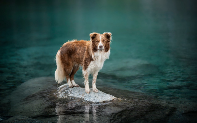 Dog rock river reflection beach free wallpaper for desktop - medium preview image