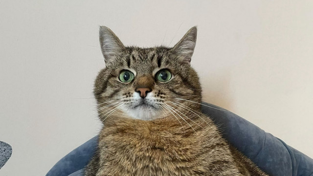 Black cat blue chair green free wallpaper for desktop - medium preview image