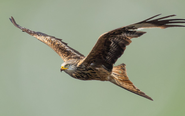 Bird of prey flying wings free wallpaper for desktop - medium preview image