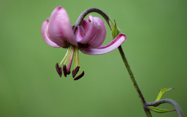 Pink flower green background macro #7 free wallpaper for desktop - medium preview image