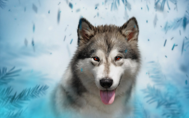 Husky blue eyes snow fish free wallpaper for desktop - medium preview image
