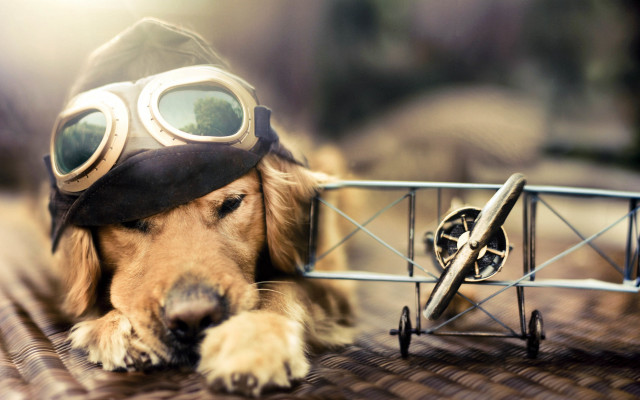 Dog helmet goggles toyairplane metalcart free wallpaper for desktop - medium preview image