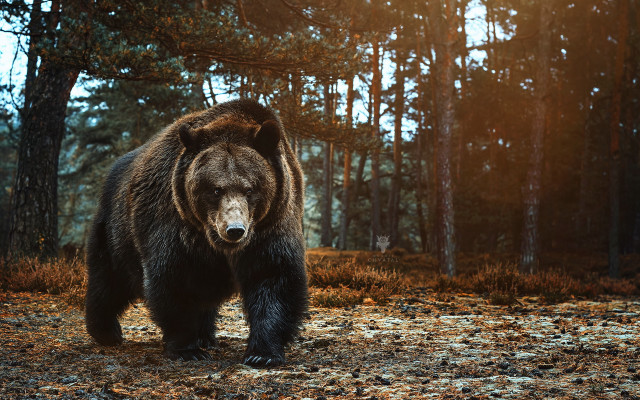 Brown bear forest sunny nature free wallpaper for desktop - medium preview image
