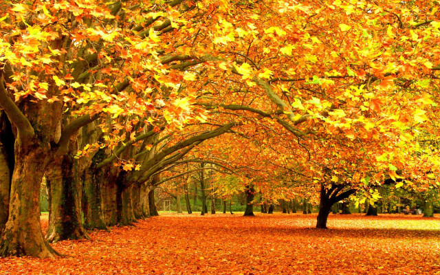 Park trees leaves bench nature free wallpaper for desktop - medium preview image