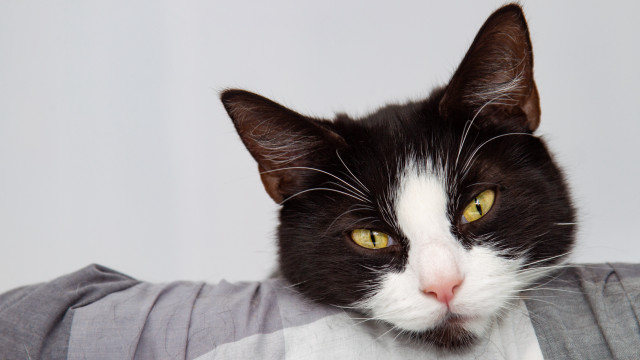 Black cat yellow eyes white #3 free wallpaper for desktop - medium preview image