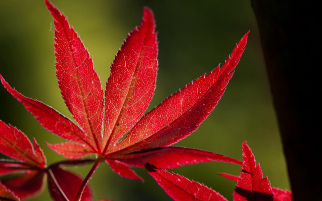 Red leaf sunlit branch macro free wallpaper for desktop - medium preview image
