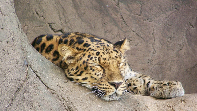 Leopard resting rock zoo naturalism free wallpaper for desktop - medium preview image