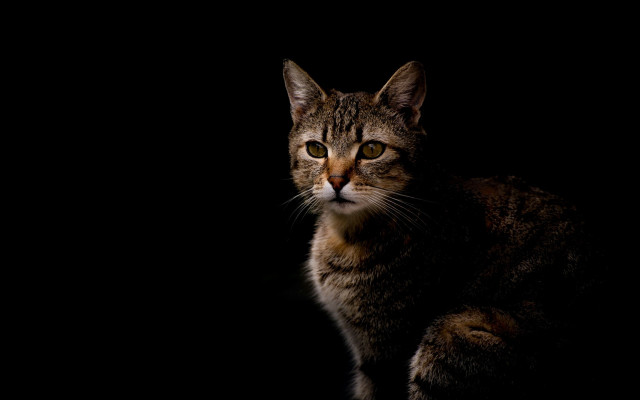 Sad cat chiaroscuro yellow eyes free wallpaper for desktop - medium preview image