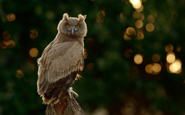 Brown owl tree branch yellow free wallpaper for desktop - medium preview image