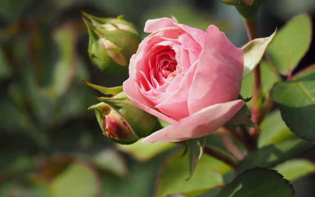 Pink rose garden bokeh macro free wallpaper for desktop - medium preview image