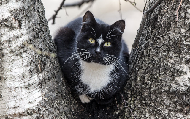 Black white cat surprised tree free wallpaper for desktop - medium preview image