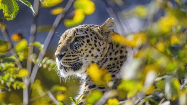 Leopard tree yellowflowers blueSky naturebokeh free wallpaper for desktop - medium preview image