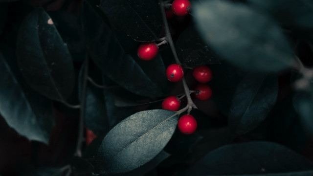 Branch berries leaves macro photograph free wallpaper for desktop - medium preview image