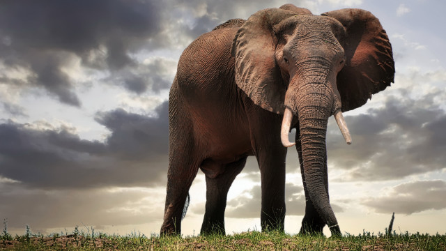 Elephant field cloudy sky grass free wallpaper for desktop - medium preview image
