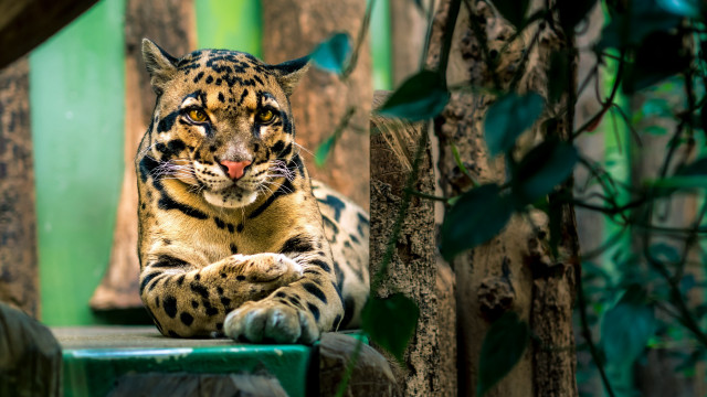 Large leopard green bench outdoors free wallpaper for desktop - medium preview image