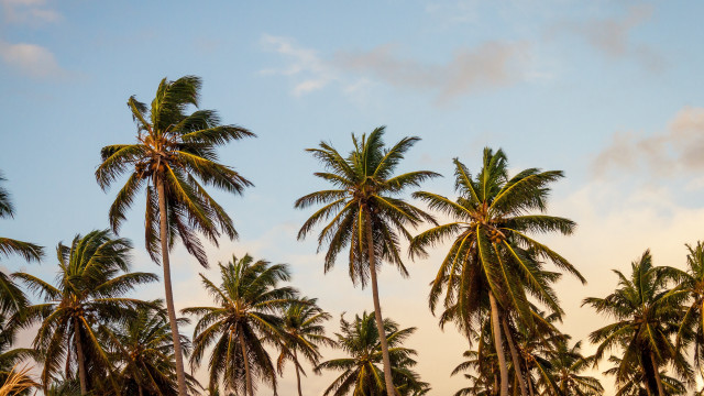 Palm trees blue sky clouds #8 free wallpaper for desktop - medium preview image