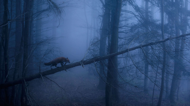 Bear fallen tree forest foggy free wallpaper for desktop - medium preview image