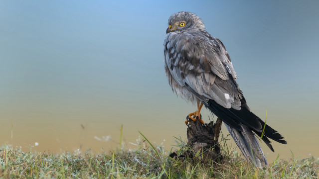 Eagle perched on tree stump free wallpaper for desktop - medium preview image
