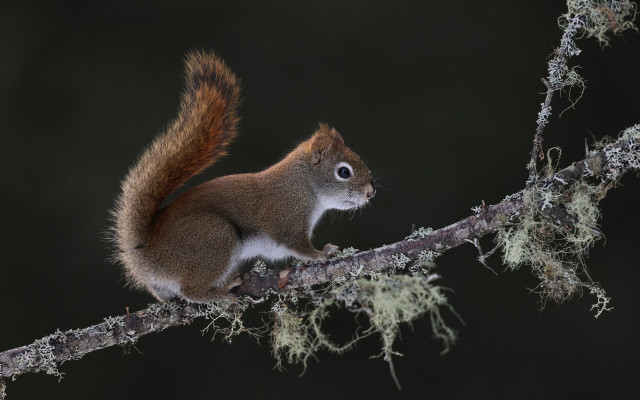 Squirrel moss branch tiltshift photorealism free wallpaper for desktop - medium preview image