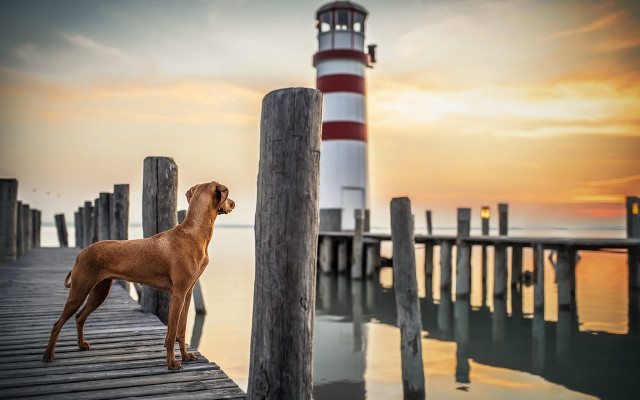 Dog lighthouse sunset water scenery free wallpaper for desktop - medium preview image