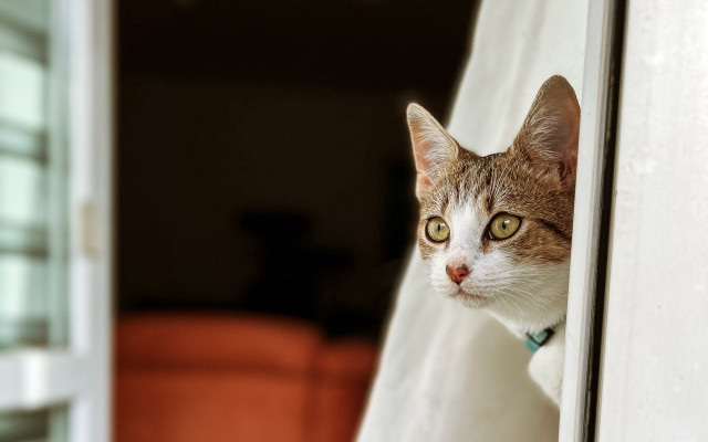 Cat window green collar white free wallpaper for desktop - medium preview image