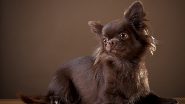 Small brown dog wooden table free wallpaper for desktop - medium preview image