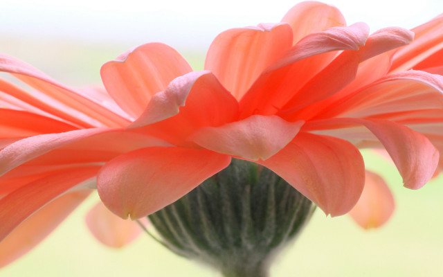 Bright orange flower macro shallow free wallpaper for desktop - medium preview image