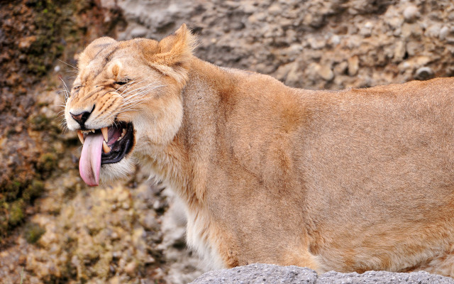 Lion open mouth tongue out free wallpaper for desktop - medium preview image