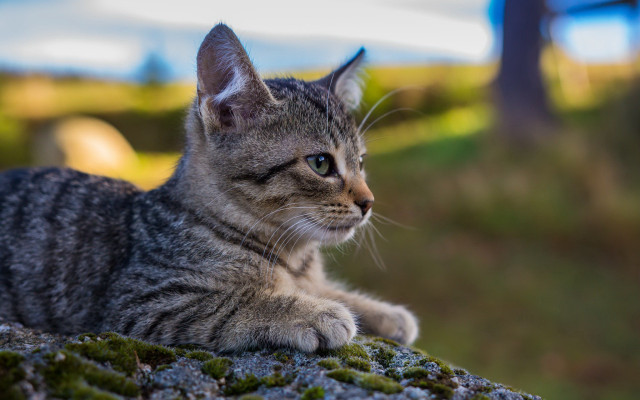 Cat mossy rock woods blurry free wallpaper for desktop - medium preview image