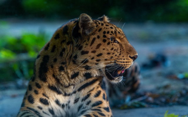 Large leopard dirt field forest free wallpaper for desktop - medium preview image