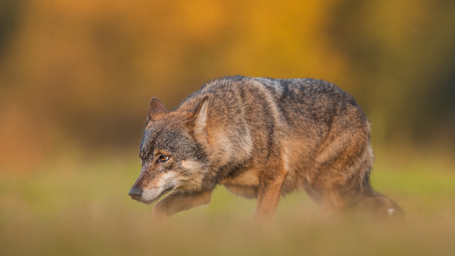 Wolf tallgrass fall blurrybackground sharpfocus free wallpaper for desktop - medium preview image