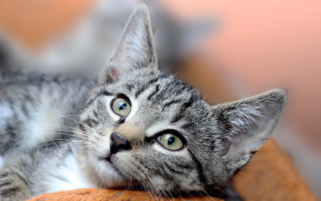 White cat blurry background blue free wallpaper for desktop - medium preview image