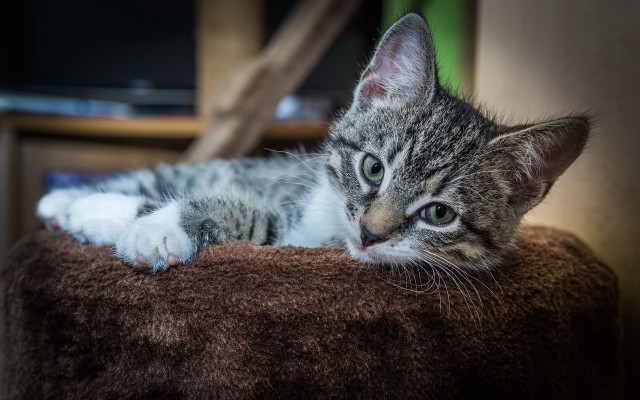 Kitten brown blanket chair tv free wallpaper for desktop - medium preview image