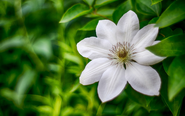 White flower green background closeup free wallpaper for desktop - medium preview image