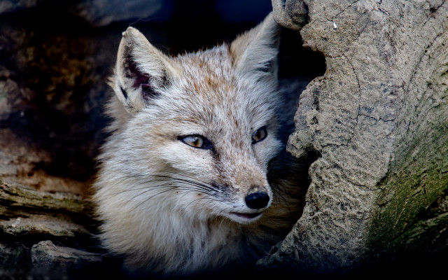 Fox peeking rock wall sad free wallpaper for desktop - medium preview image