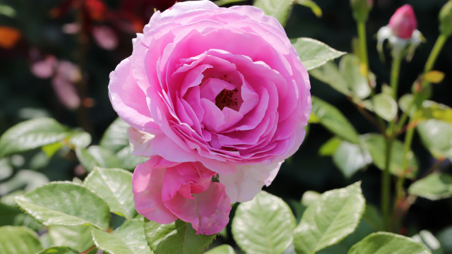 Pink rose green leaves bokeh free wallpaper for desktop - medium preview image