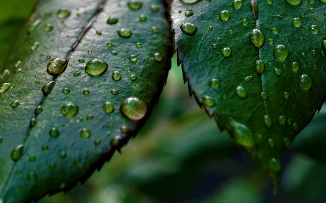 Green leaf water drops macro #18 free wallpaper for desktop - medium preview image