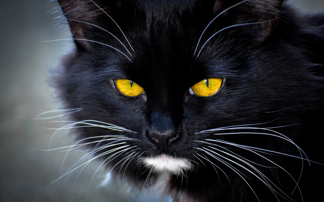 Black cat yellow eyes crescent #3 free wallpaper for desktop - medium preview image