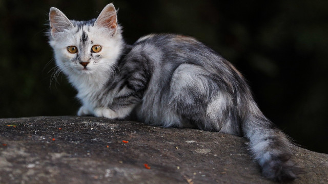 Cat rock serious eyes marble free wallpaper for desktop - medium preview image