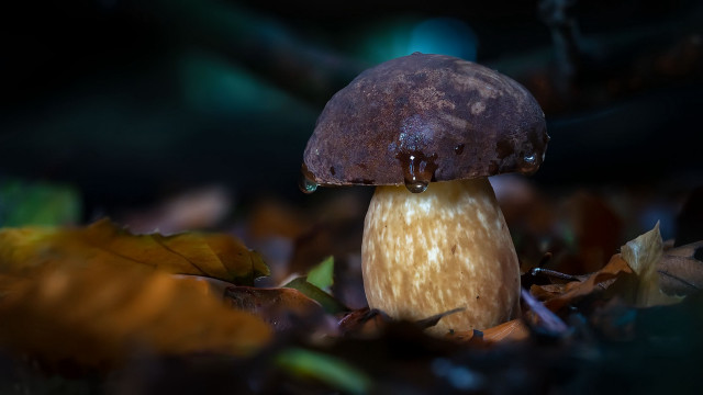 Mushroom brown cap leaves green free wallpaper for desktop - medium preview image