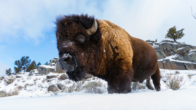 Bison snow rocky mountains clouds free wallpaper for desktop - medium preview image