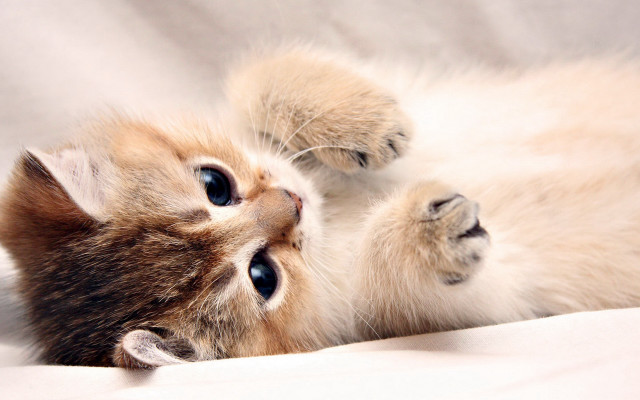 Kitten laying back white sheet free wallpaper for desktop - medium preview image