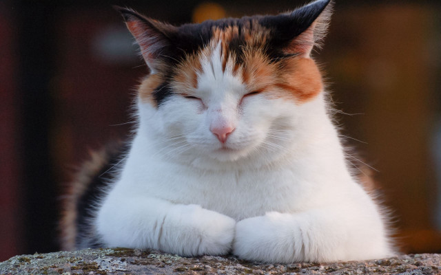 Cat tranquil rock outside building free wallpaper for desktop - medium preview image