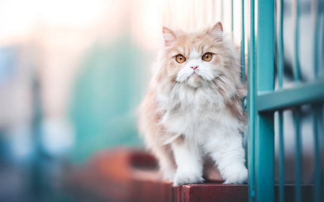 Cat blue door green door free wallpaper for desktop - medium preview image