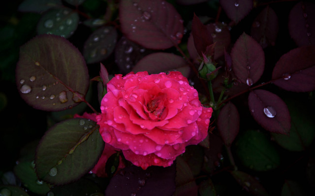 Pink rose water droplets macro #21 free wallpaper for desktop - medium preview image