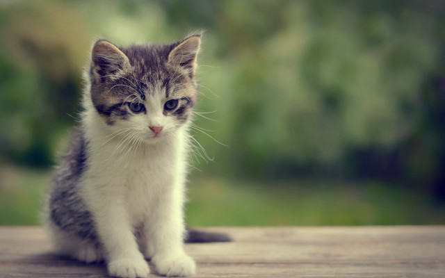 Small kitten wooden table outside free wallpaper for desktop - medium preview image