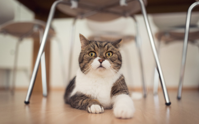 Cat table chairs blurry shock free wallpaper for desktop - medium preview image